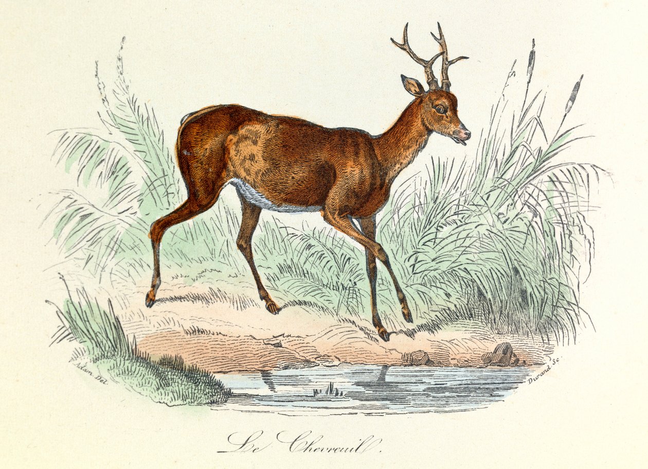 Ilustracja z książki "Complete Works of Buffon": Les animaux: Jeleń (rycina) autorstwa Unknown artist