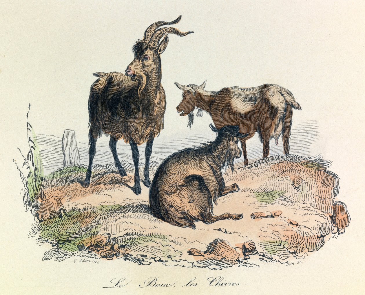 Ilustracja z książki "Complete Works of Buffon": Les animaux: Le goat et les goats (rycina) autorstwa Unknown artist