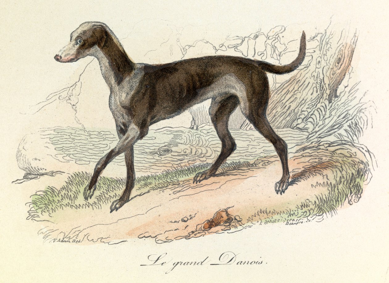 Ilustracja z książki "Complete Works of Buffon": Les animaux: Le grand danish (rycina) autorstwa Unknown artist