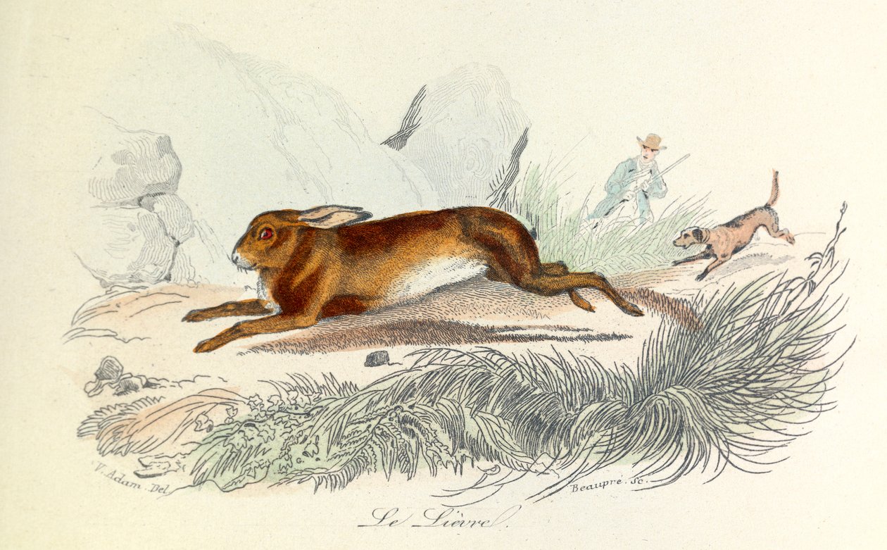 Ilustracja z książki "Complete Works of Buffon": Les animaux: Le hare (rycina) autorstwa Unknown artist