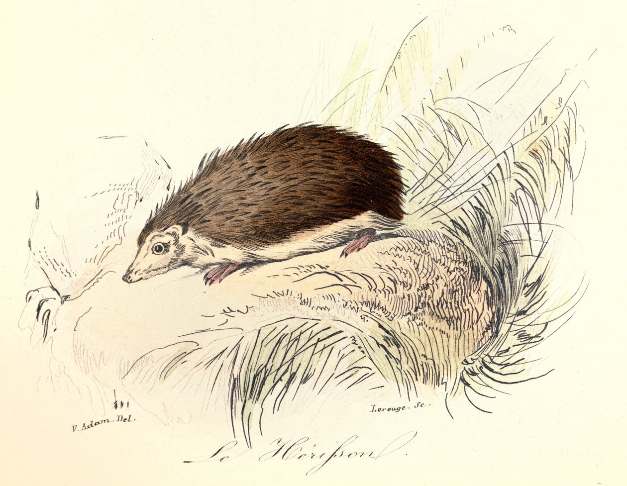 Ilustracja z książki "Complete Works of Buffon": Les animaux: Le herisson (rycina) autorstwa Unknown artist