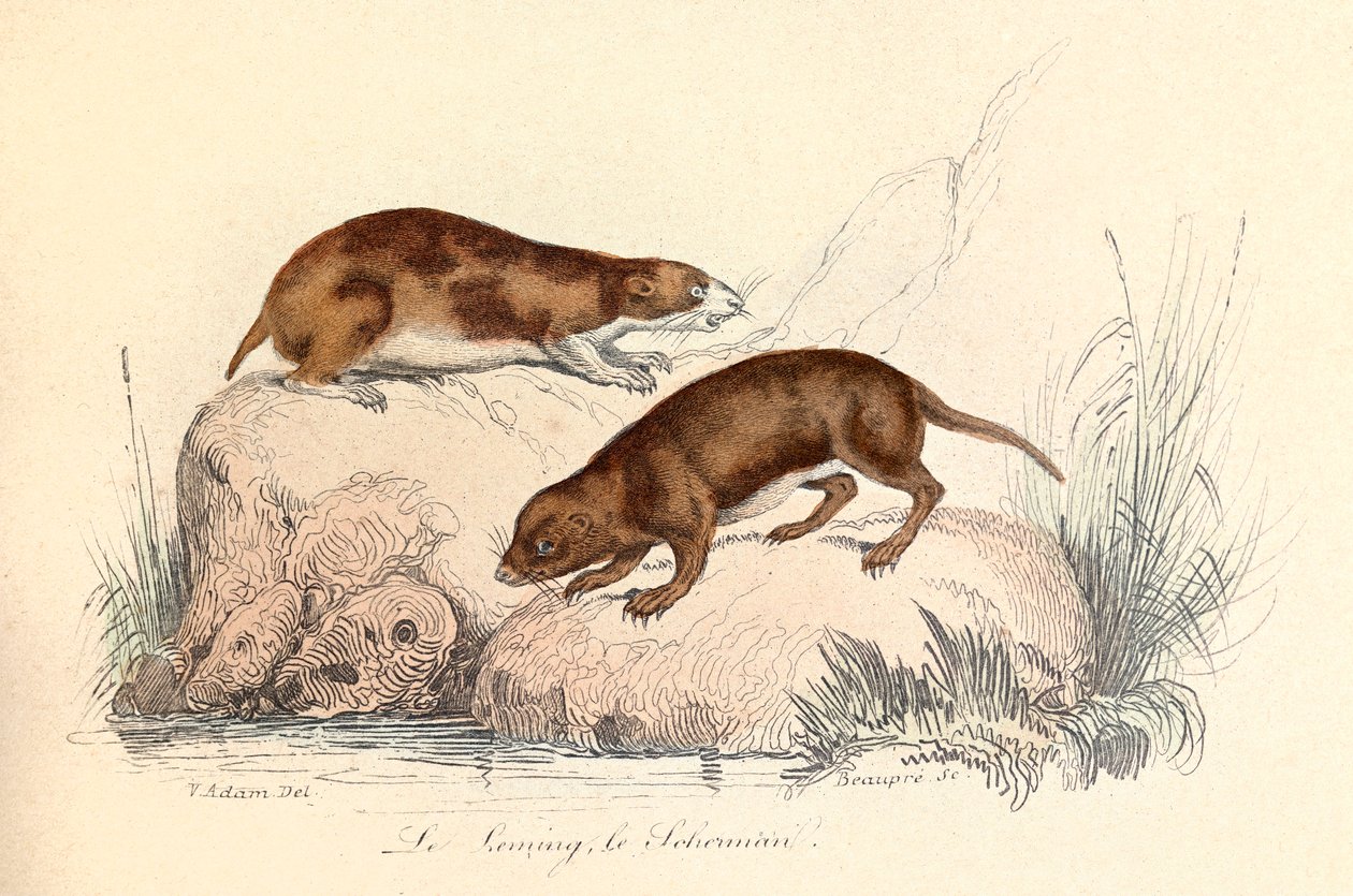 Ilustracja z książki "Complete Works of Buffon": Les animaux: Le leming et le scherman (rycina) autorstwa Unknown artist