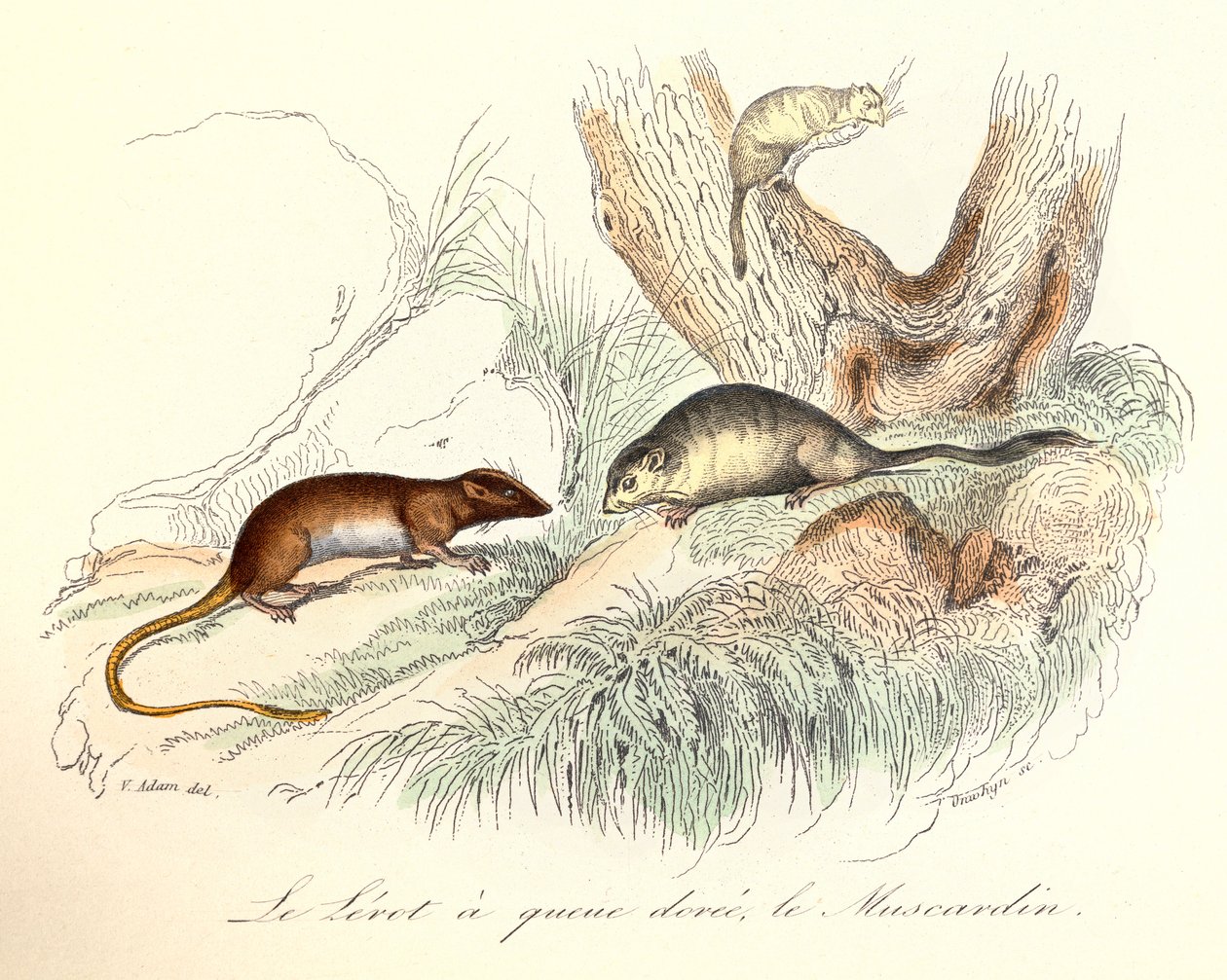 Ilustracja z książki "Complete Works of Buffon": Les animaux: Le lerot a tail doree et le muscardin (rycina) autorstwa Unknown artist