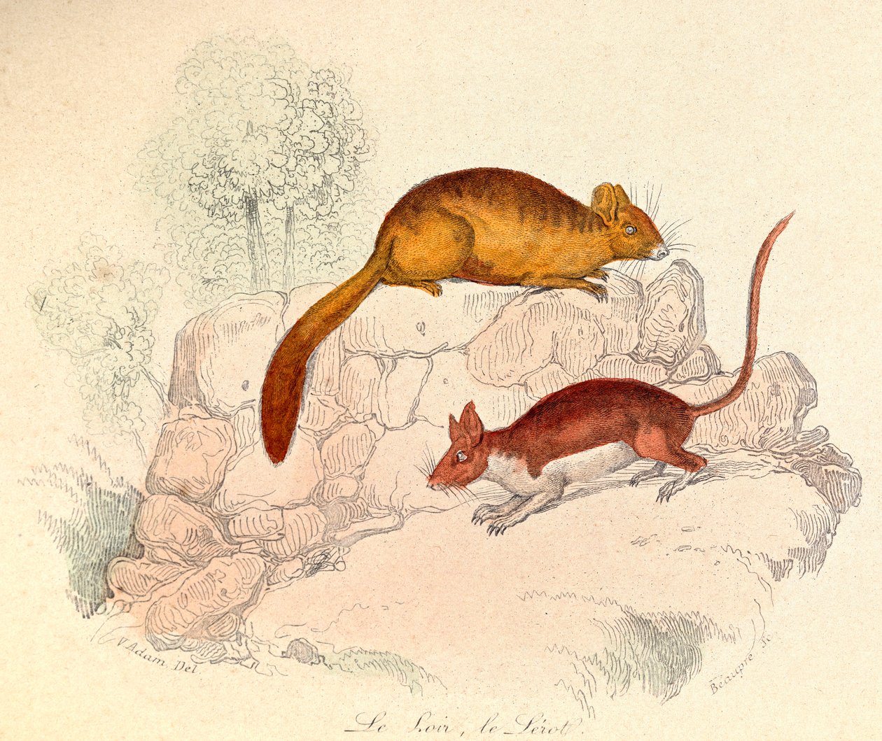 Ilustracja z książki "Complete Works of Buffon": Les animaux: Le loir et le lerot (rycina) autorstwa Unknown artist