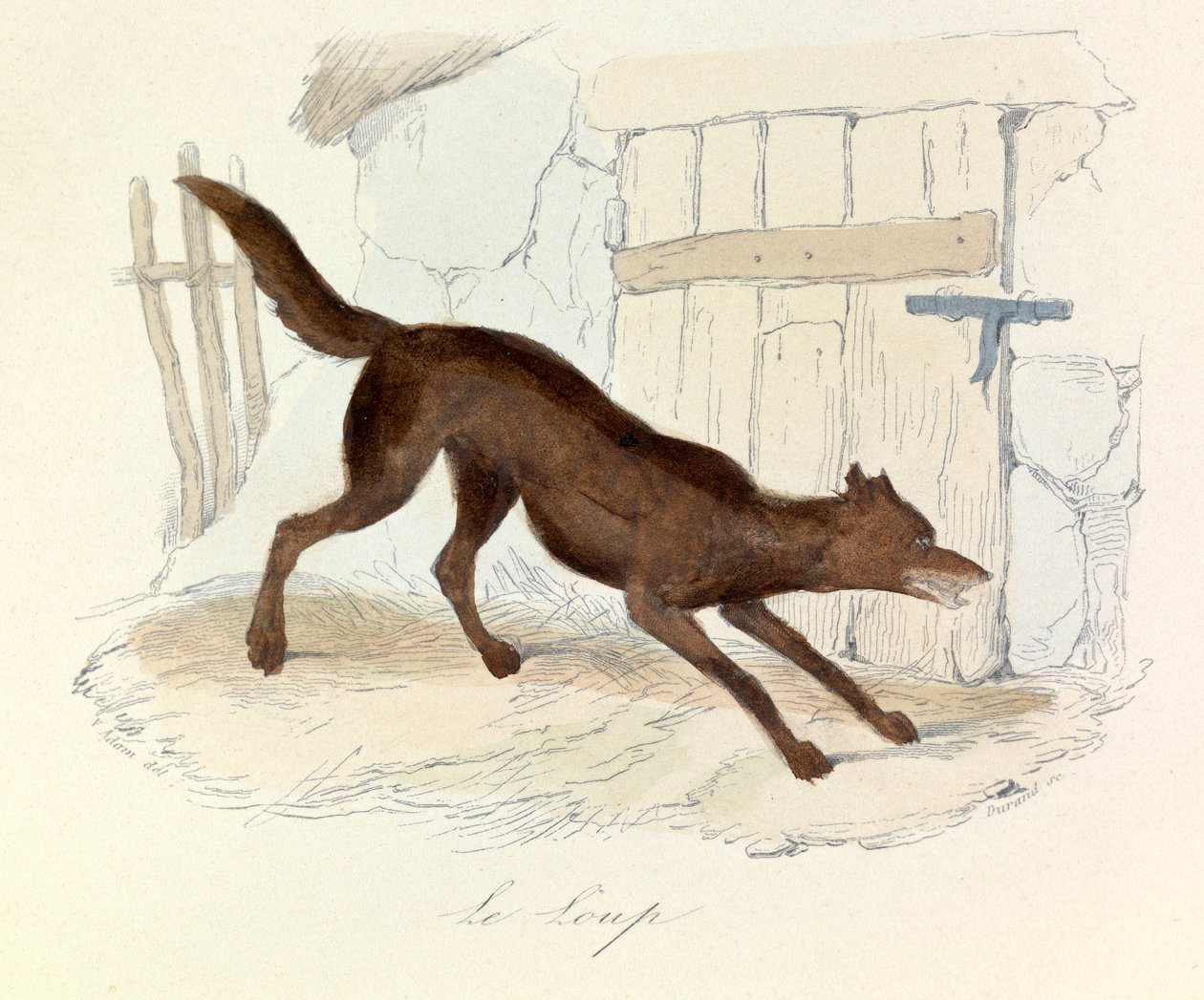 Ilustracja z książki "Complete Works of Buffon": Les animaux: Le loup (rycina) autorstwa Unknown artist