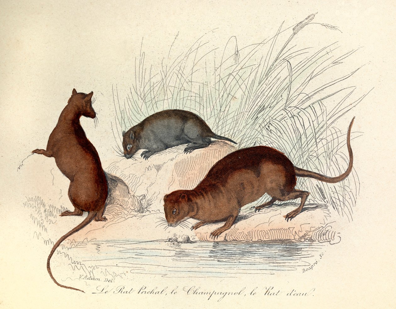 Ilustracja z książki "Complete Works of Buffon": Les animaux: Le rat perchat, le vole et le rat d