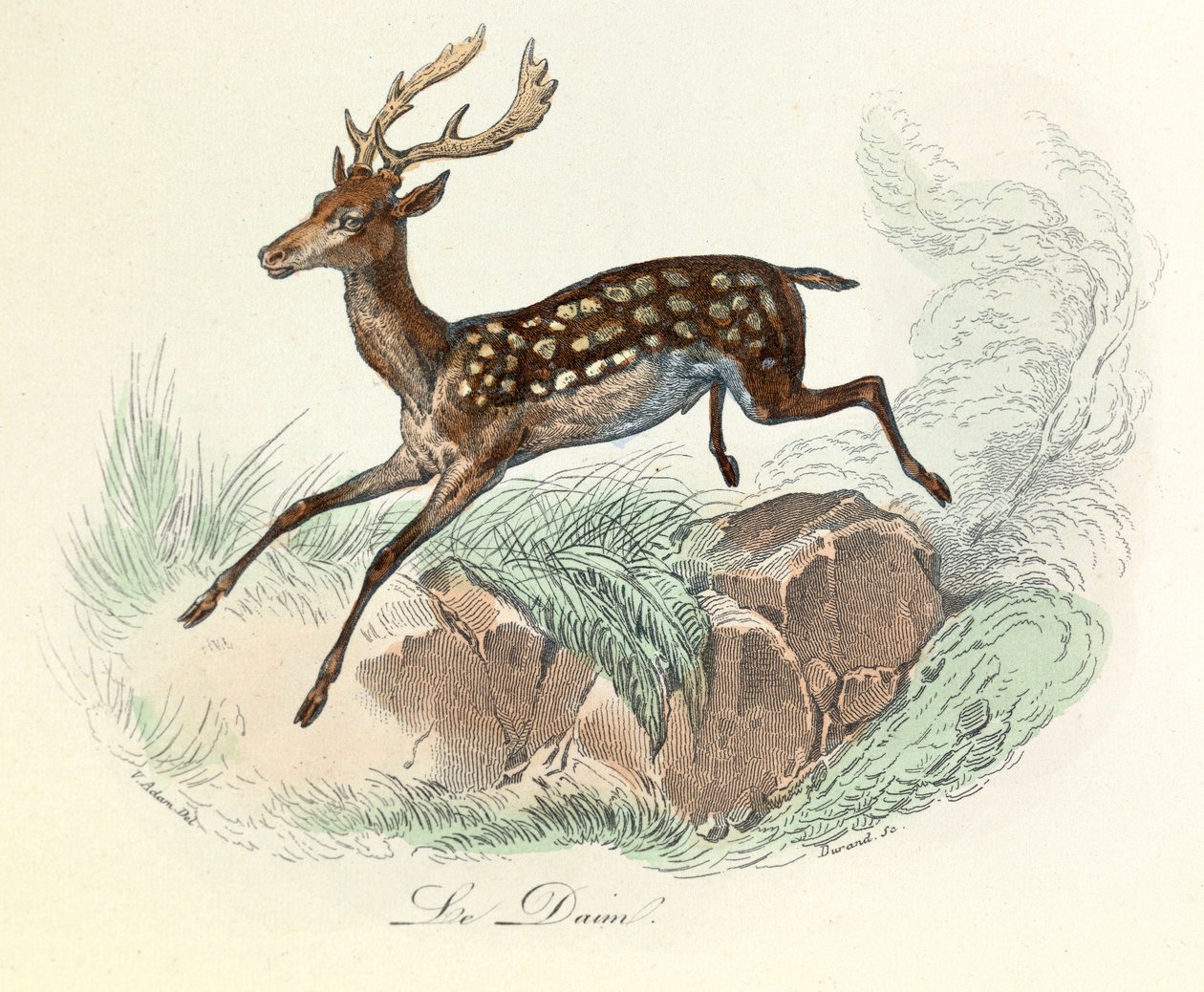Ilustracja z książki "Complete Works of Buffon": Les animaux: Le suede (rycina) autorstwa Unknown artist