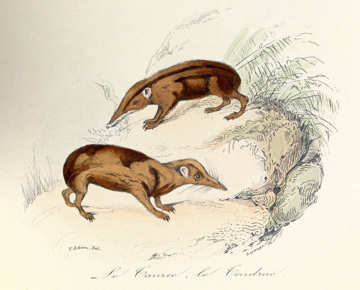 Ilustracja z książki "Complete Works of Buffon": Les animaux: Le tanrec et le tendrac (rycina) autorstwa Unknown artist