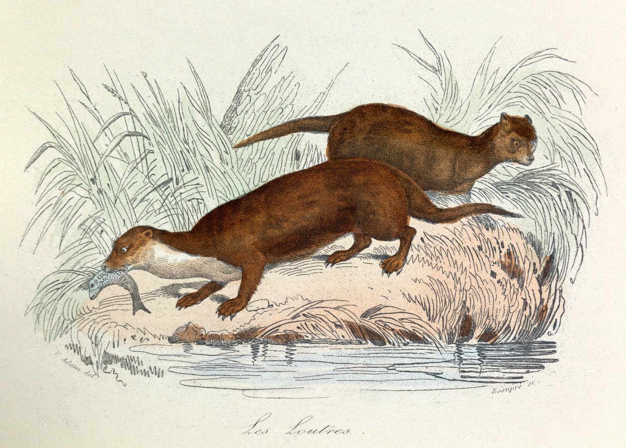 Ilustracja z książki "Complete Works of Buffon": Les animaux: Les ottres (rycina) autorstwa Unknown artist