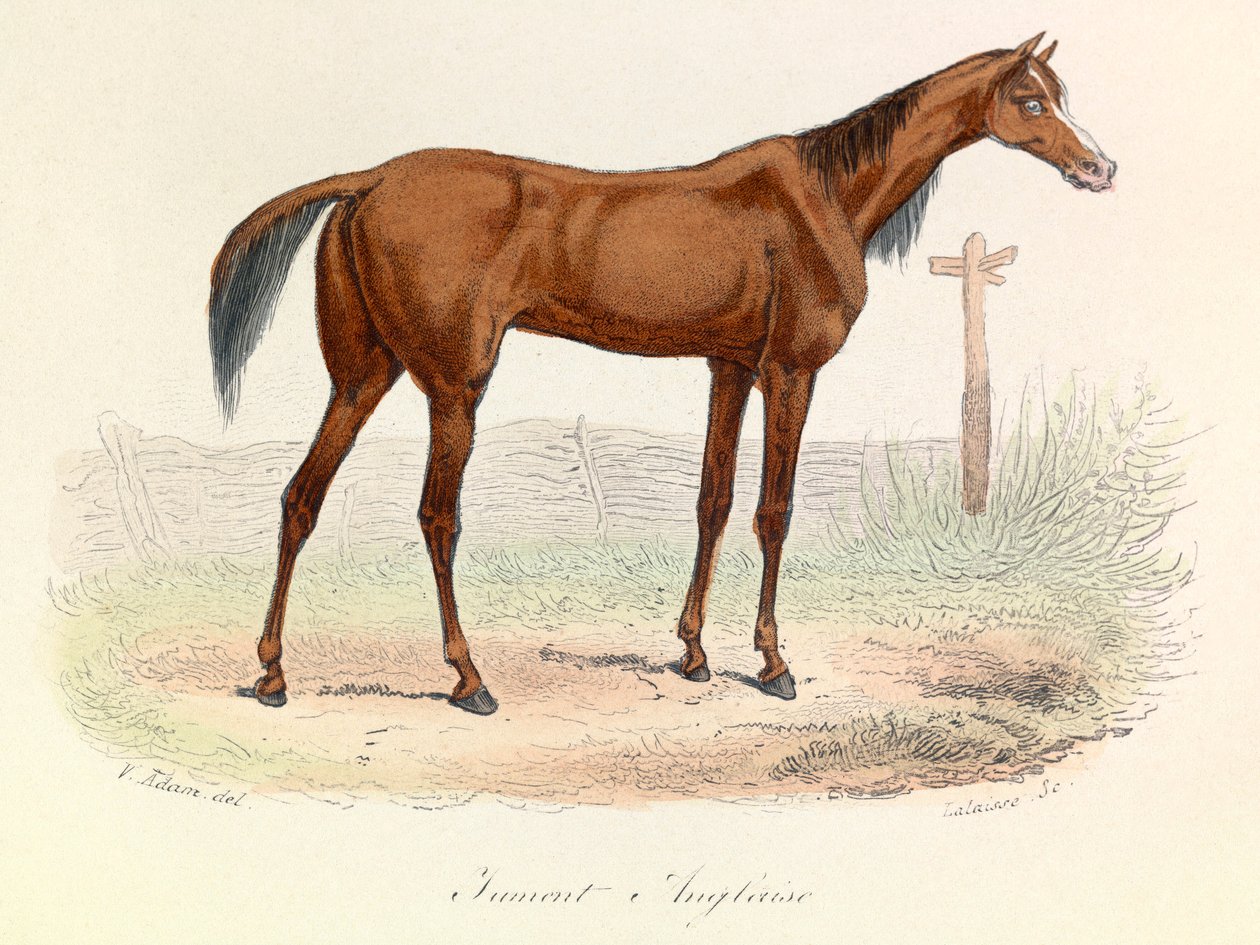 Ilustracja z książki "Complete Works of Buffon": Les animaux: Mare Anglaise (rycina) autorstwa Unknown artist