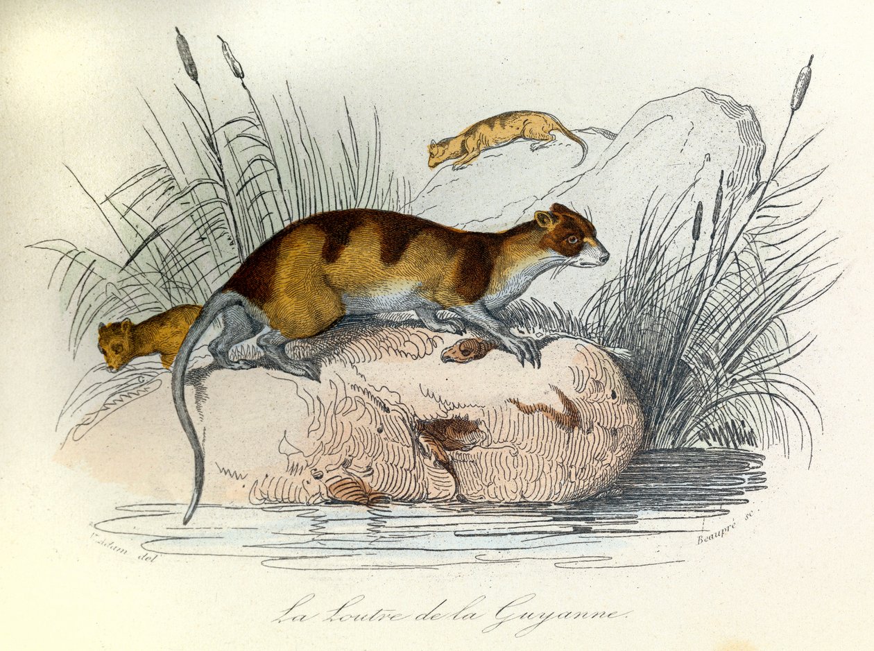 Ilustracja z książki "Complete Works of Buffon": Les animaux domestiques: La otter de Guiana (rycina) autorstwa Unknown artist