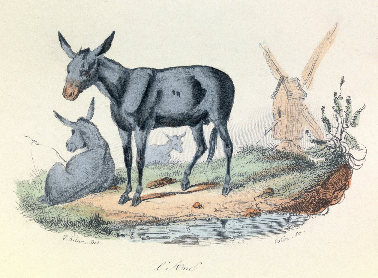 Ilustracja z książki "Complete Works of Buffon": Les animaux: l