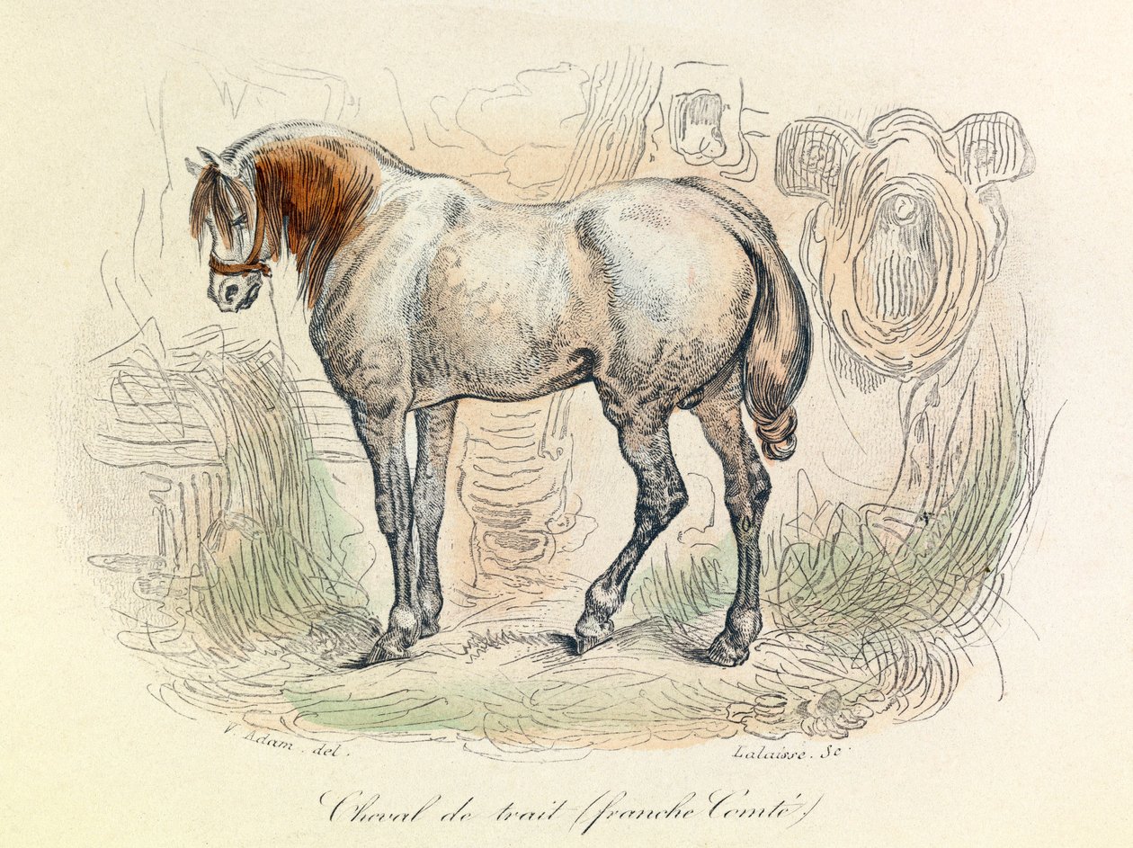 Ilustracja konia Franc Comtois, sklasyfikowanego przez Linneene