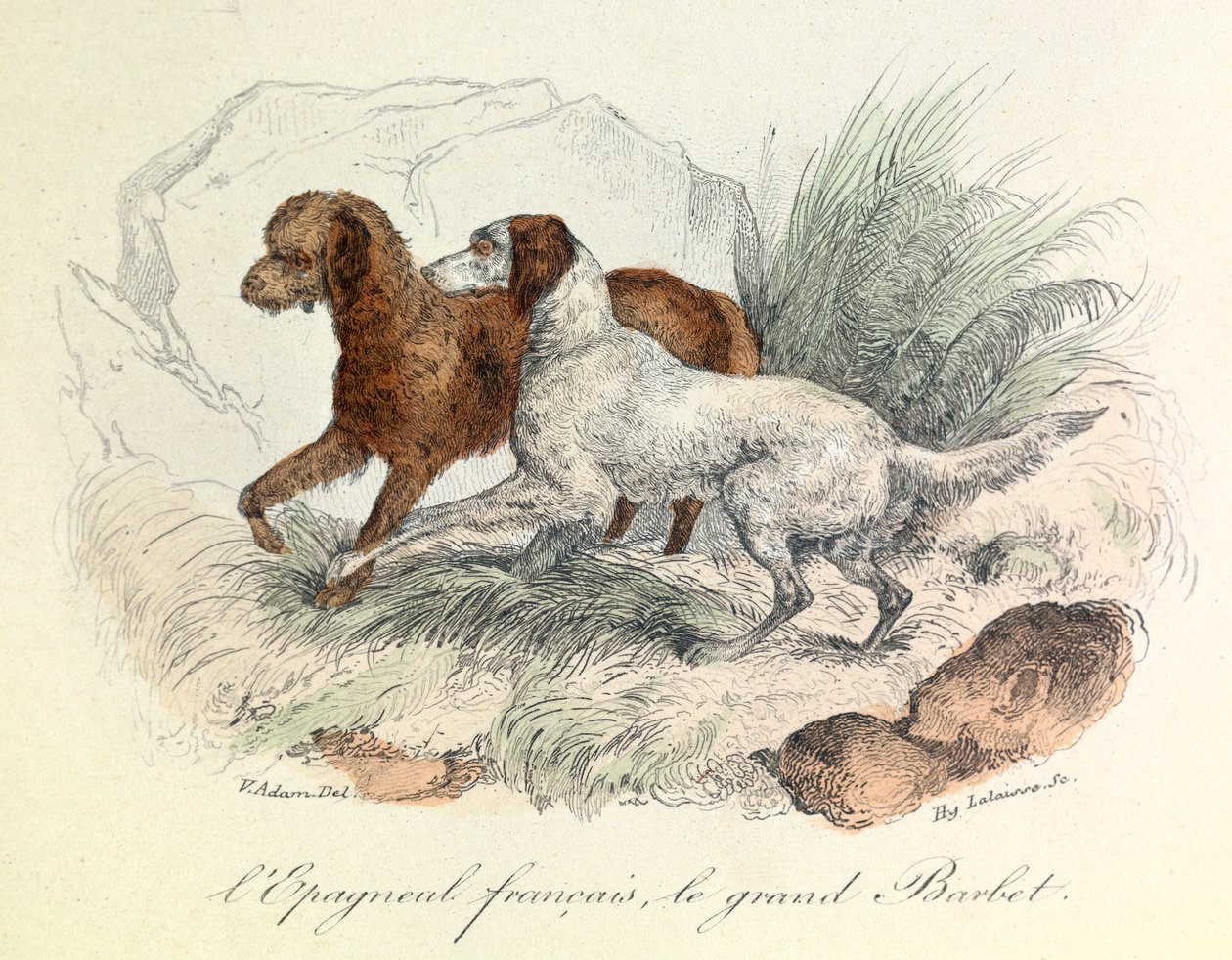 Ilustracja spaniela francuskiego i barbeta wielkiego z nomenklaturą Linneusza i klasyfikacją Cuviera (rycina) autorstwa Unknown artist