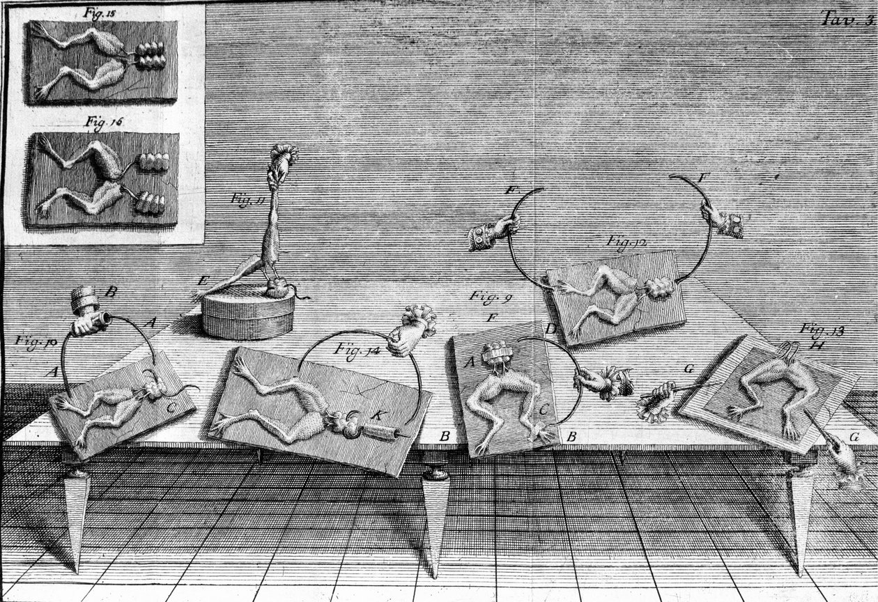 Ilustracja eksperymentów Luigiego Galvani, włoskiego fizyka i lekarza (1737 - 1798) wyjaśniających przepływ prądu elektrycznego poruszającego nogami żaby. autorstwa Unknown artist