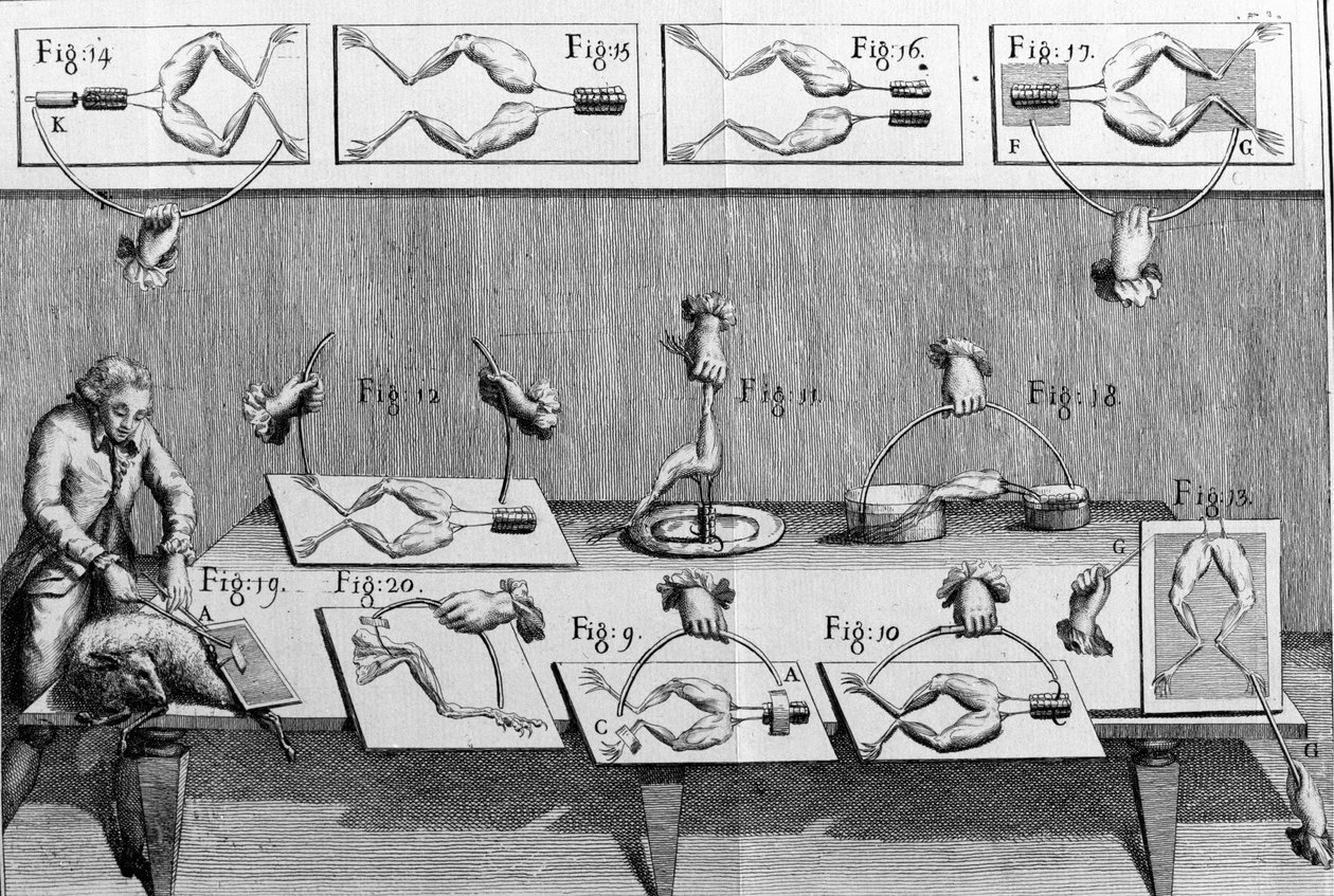 Ilustracja eksperymentów Luigiego Galvani, włoskiego fizyka i lekarza (1737 - 1798) wyjaśniających przepływ prądu elektrycznego poruszającego nogami żaby. autorstwa Unknown artist