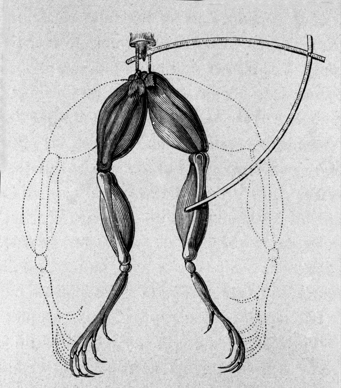 Ilustracja eksperymentów Luigiego Galvani, włoskiego fizyka i lekarza (1737 - 1798) wyjaśniających przepływ prądu elektrycznego poruszającego nogami żaby. autorstwa Unknown artist
