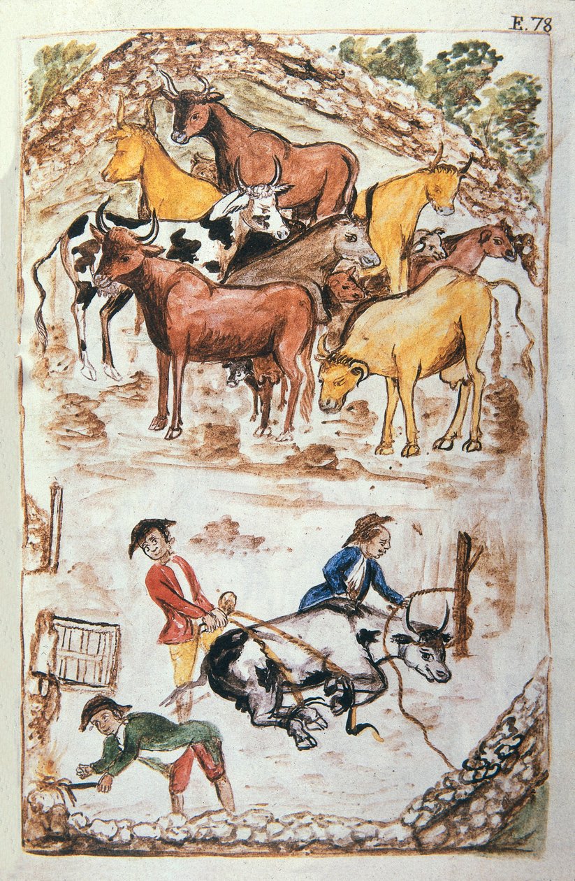 Indyjscy strażnicy krów, z książki „Trujillo of Peru” lub „Codex Martinez Companion”, autorstwa Balthazara Martineza Companion i Bujandy, biskupa Trujillo (1782-1785) autorstwa Unknown artist
