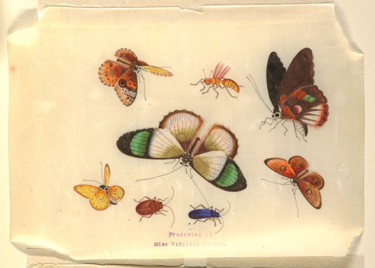 Owady autorstwa Unknown artist