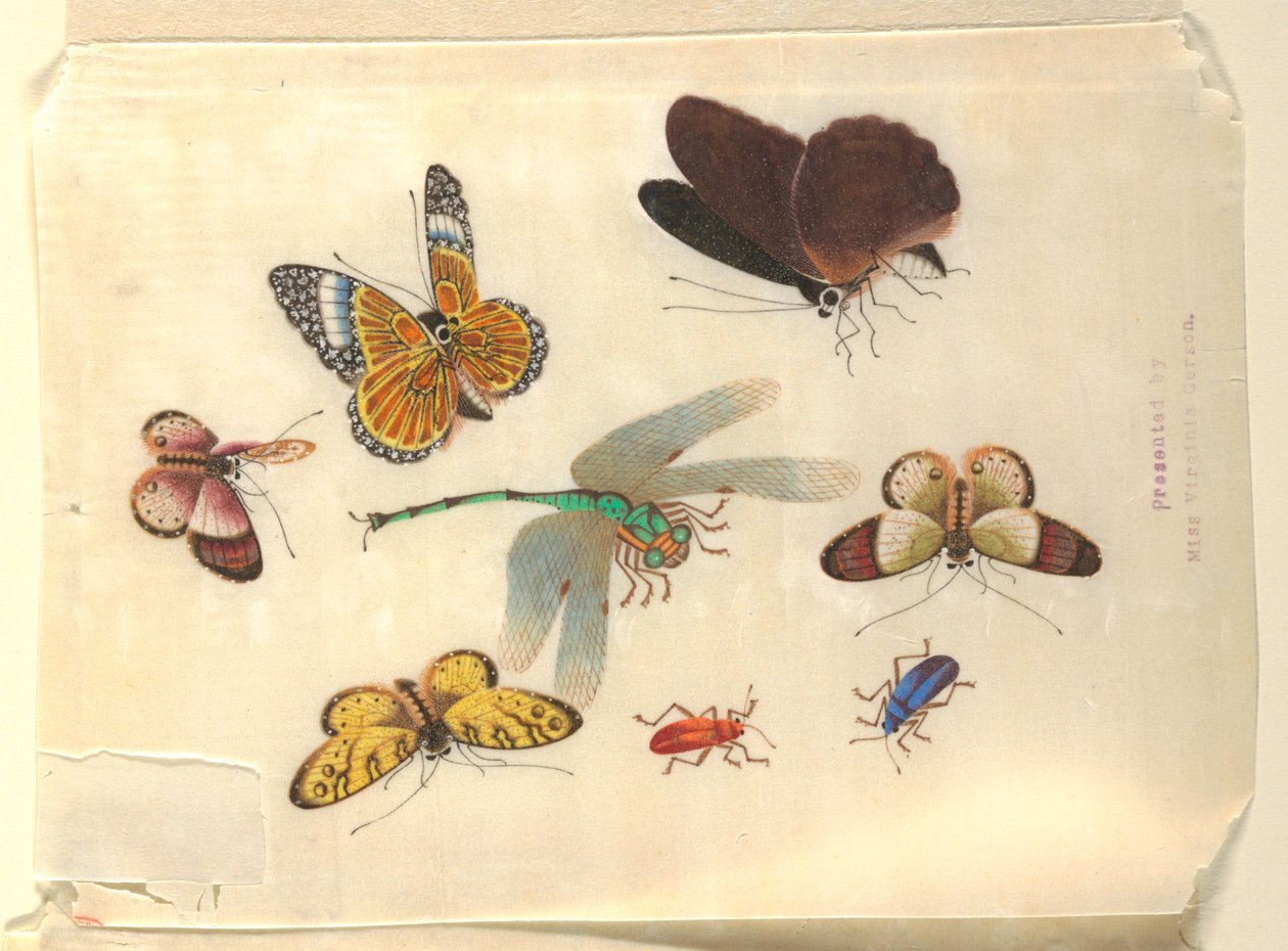 Owady autorstwa Unknown artist
