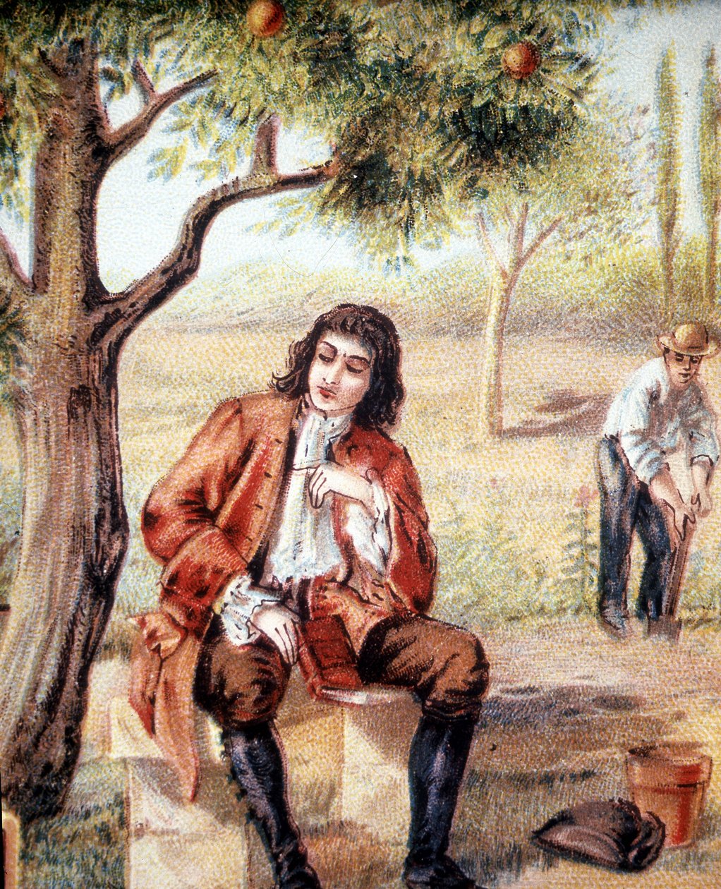 Isaac Newton (1642-1727), angielski matematyk, fizyk i astronom, odnajduje teorię grawitacji, obserwując upadek jabłoni, ilustrację XIX wieku. autorstwa Unknown artist