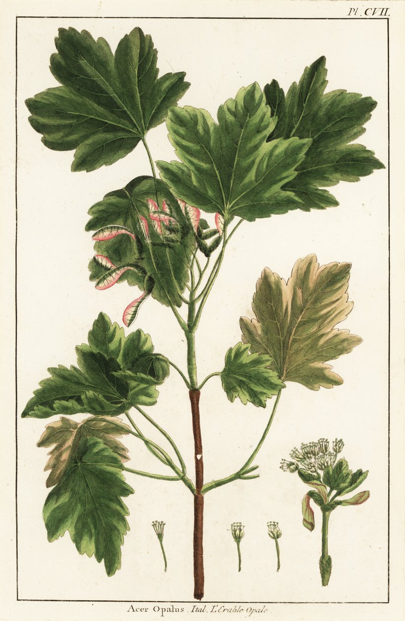 klon włoski, Acer opalus, włoski autorstwa Unknown artist
