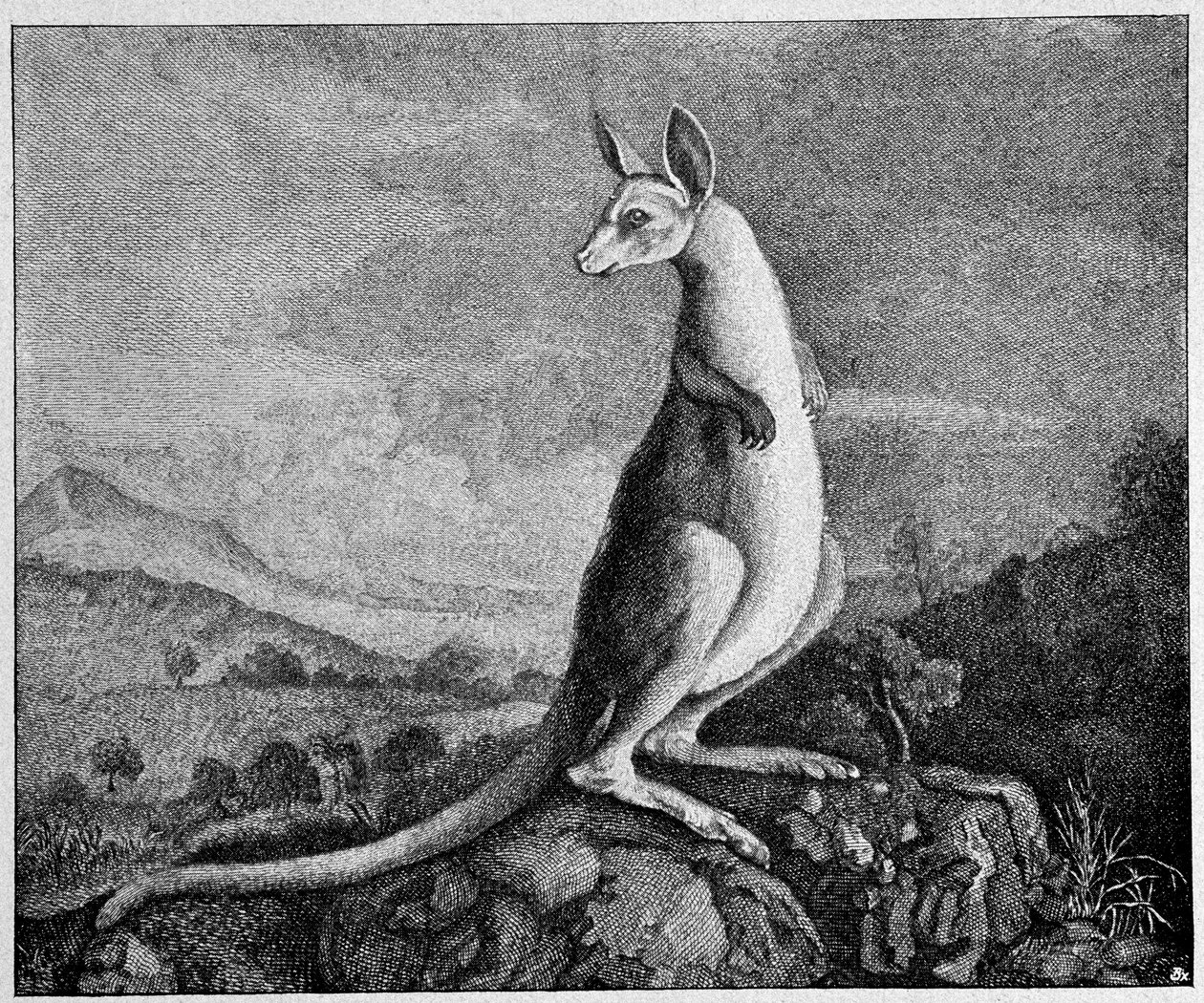 Kangur z rysunku kapitana Cooka, który odkrył go w Australii - z miedziorytu z 1774 r. autorstwa Unknown artist