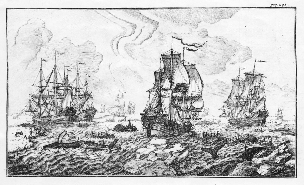 La chasse à la caleine - grawerowanie w „Klasycznym opisie arktycznego przemysłu wielorybniczego” Cornelisa Zorgdragera autorstwa Unknown artist