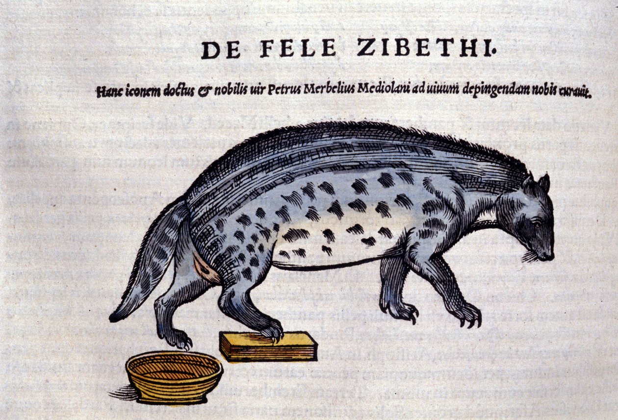 La civette w Historia Animalium Conrada Gesnera (1516-1565), Tiguri autorstwa Unknown artist
