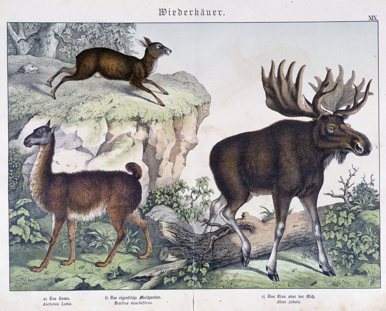 Lama, łoś (łoś) - w „„Historie naturalne ssaków””, wyd. Schreiber autorstwa Unknown artist