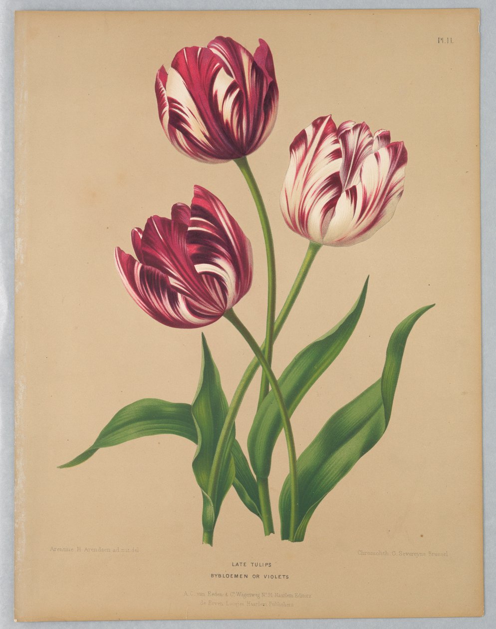 Późne Tulipany / Bybloemen lub Fiołki autorstwa Unknown artist