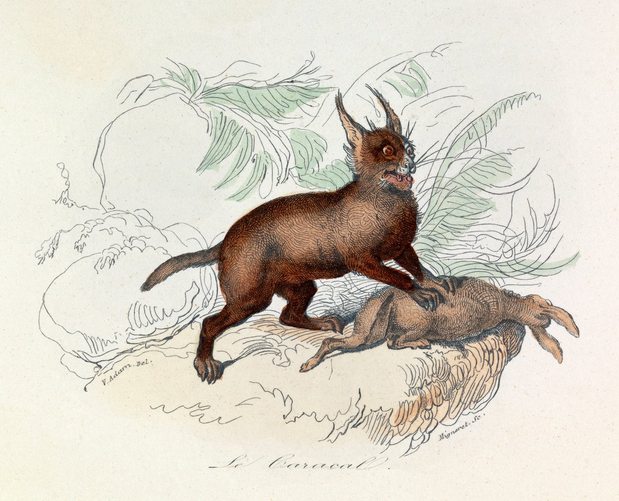 Karakal (Felis caracal) to czworonożny ssak z rodziny kotowatych (Felidae). autorstwa Unknown artist