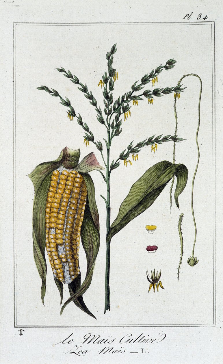 Le Mais Cultivate (Les Mais) - w „Ćwiczeniach z botaniki na użytek handlowców”, pod redakcją J.C. Philiberta, Imprimerie de Crapelet, Paryż autorstwa Unknown artist