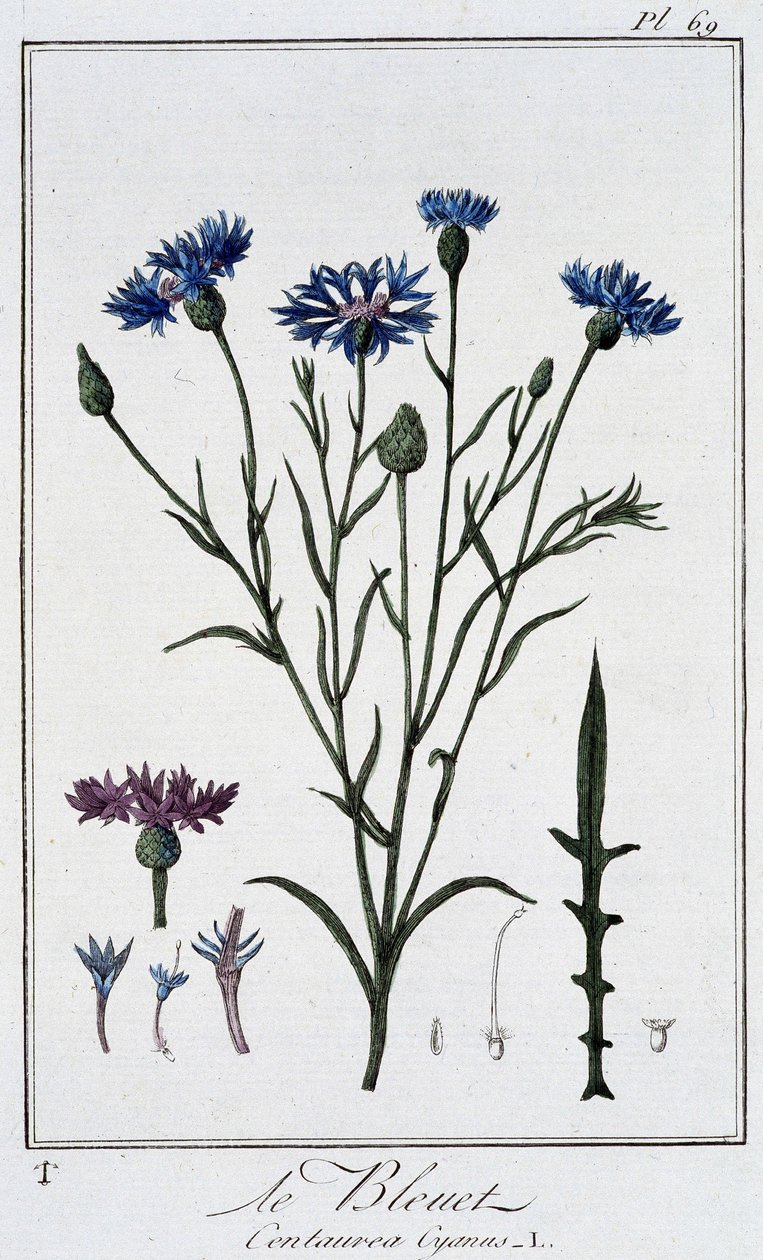 Chaber bławatek (Centaurea Cyanus) - w „Ćwiczeniach z botaniki na użytek handlowców”, napisanym przez J.C. Philiberta, Imprimerie de Crapelet, Paryż autorstwa Unknown artist