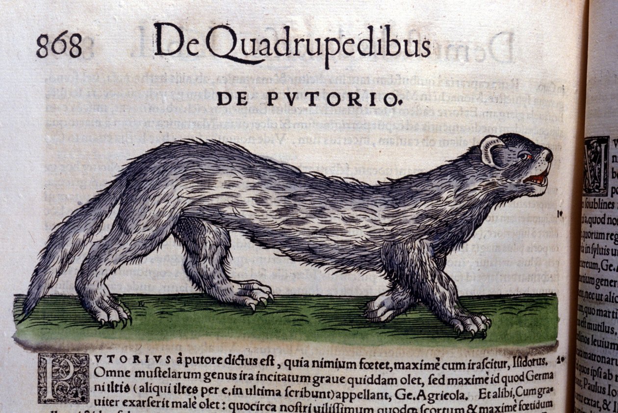 Le fertois - w Historia Animalium Conrada Gesnera (1516 - 1565), Tiguri autorstwa Unknown artist