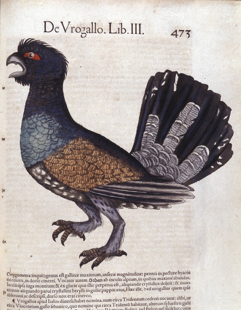 Le grand grouse (ou grand coq de heyère) w Historia Animalium de Conrad Gesner (1516-1565), Tiguri autorstwa Unknown artist