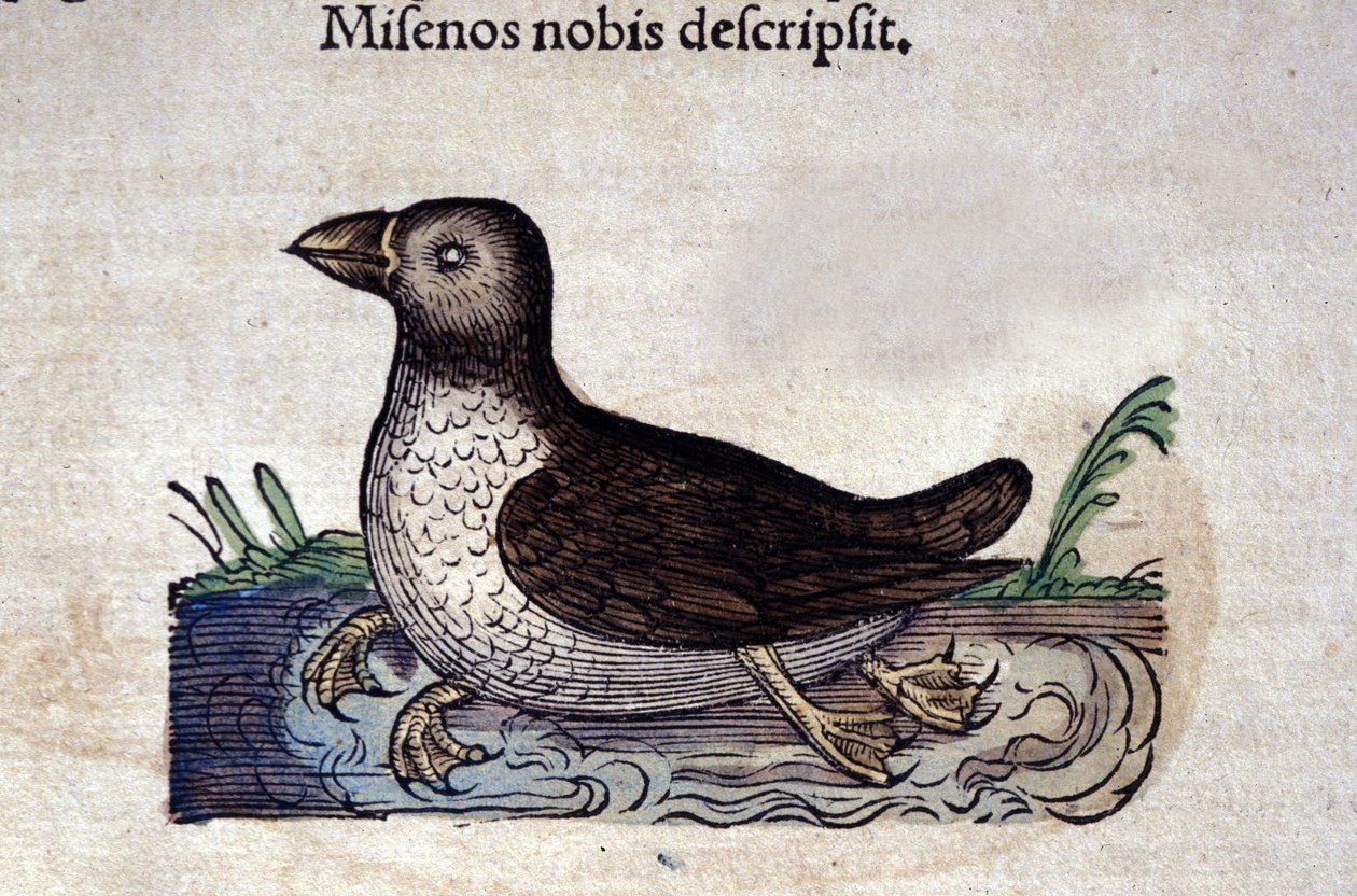 Le harle marin w Historia Animalium de Conrad Gesner (1516-1565), Tiguri autorstwa Unknown artist