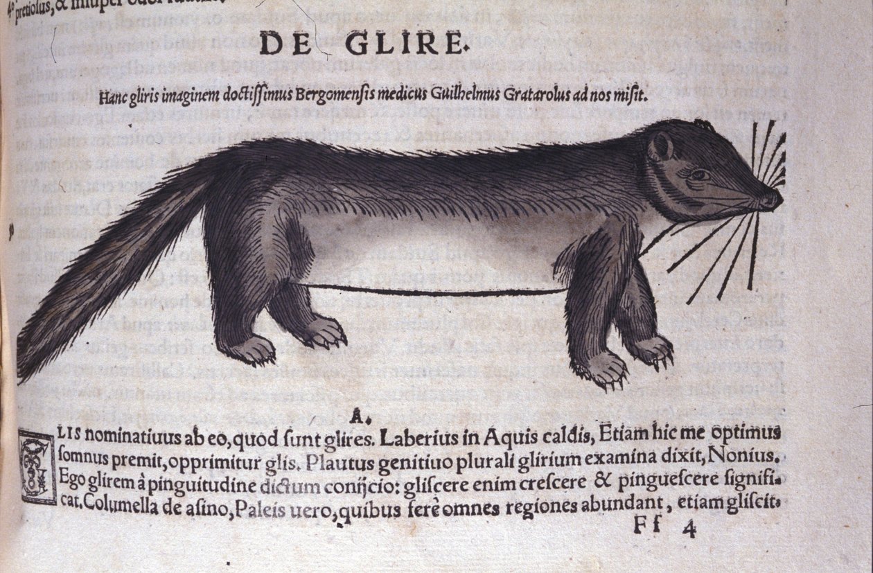 Le loir w Historia Animalium Conrada Gesnera (1516-1565), Tiguri autorstwa Unknown artist