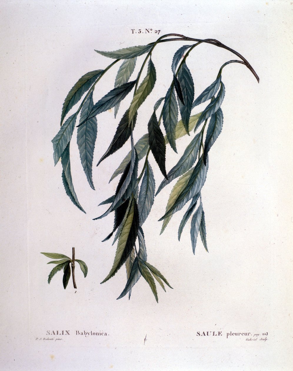 Liść wierzby płaczącej (Salix babylonica). autorstwa Unknown artist