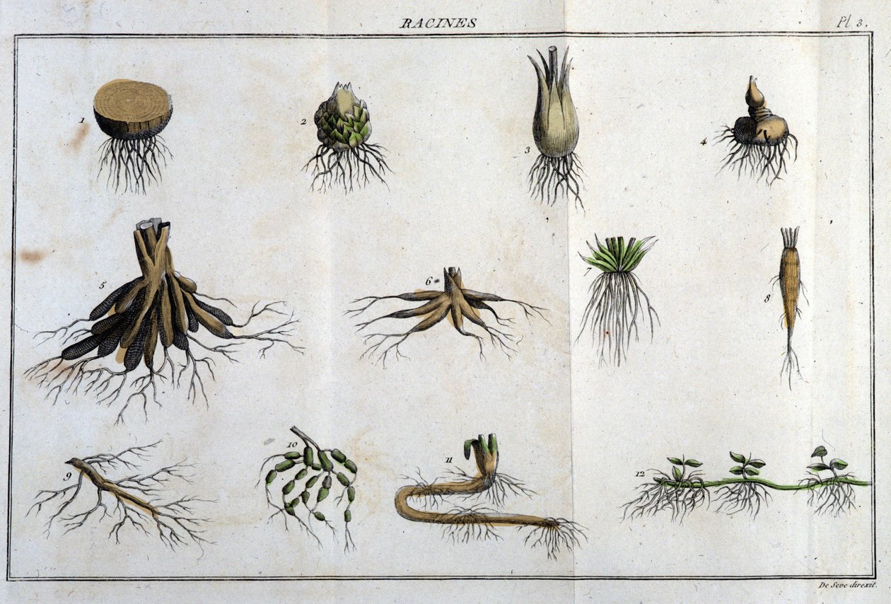 Les Roots: in „” Flora Françoise, czyli krótki opis wszystkich roślin naturalnie rosnących we Francji, ułożony według nowej metody analizy, do której dołączamy przytoczenie ich najmniej dwuznacznych cnót w medycynie i ich użyteczności w t. autorstwa Unknown artist