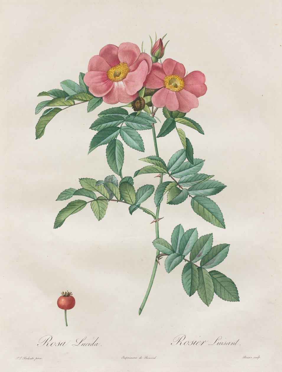 Róże: Rosa Lucida autorstwa Unknown artist
