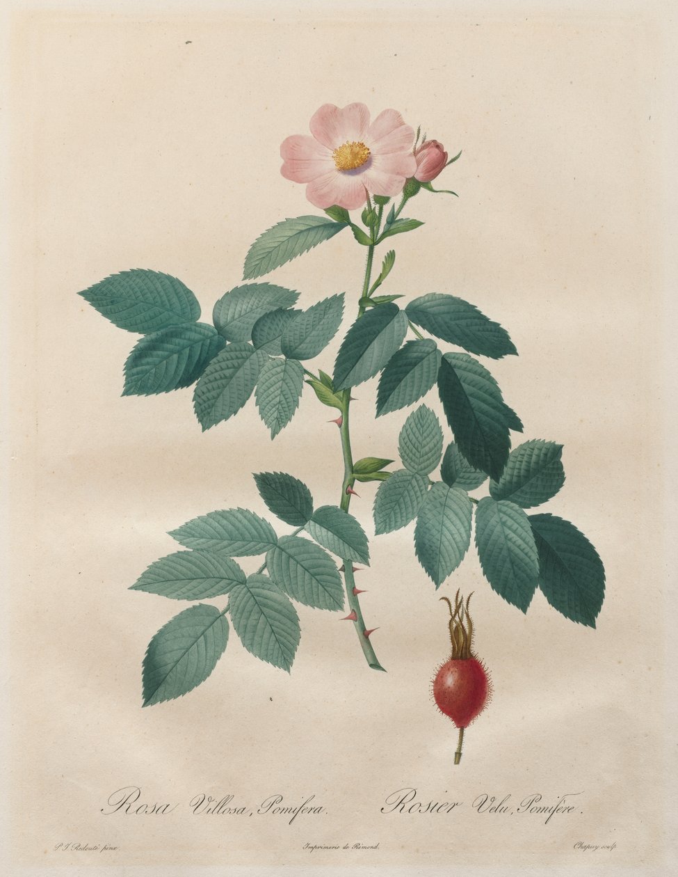 Les Roses: Rosa villosa, pomifera autorstwa Unknown artist