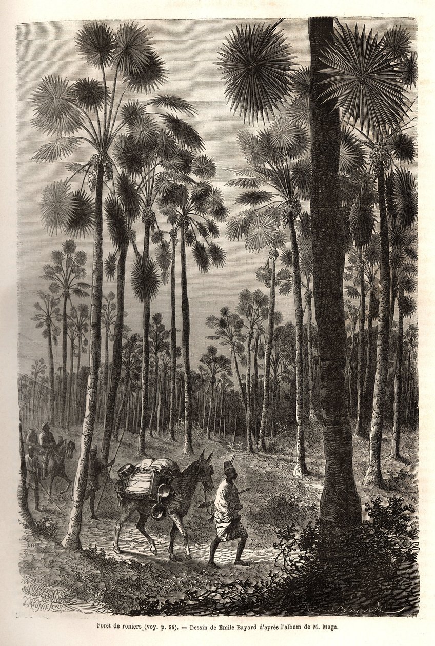 Karawana porucznika Maga zmierza w kierunku Nigru i przecina las olbrzymich palm w prowincji Damfa w Mali. Grawer ilustrujący wyprawę do Sudanu Zachodniego porucznika (marynarki) M.Mage, w latach 1863-1866, opublikowany w „Le tour du monde, nouve autorstwa Unknown artist