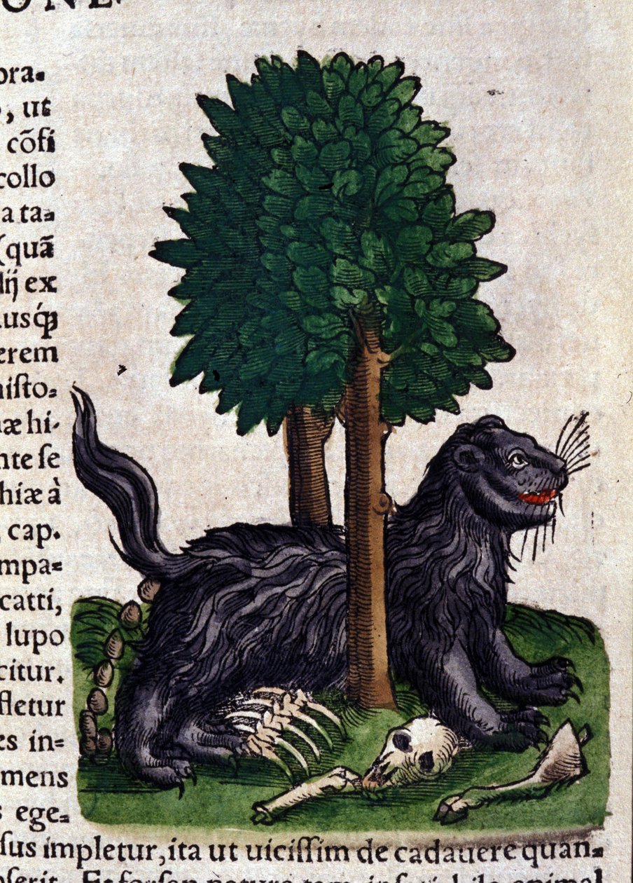 Lew. w Historia Animalium Conrada Gesnera (1516 - 1565), Tiguri autorstwa Unknown artist
