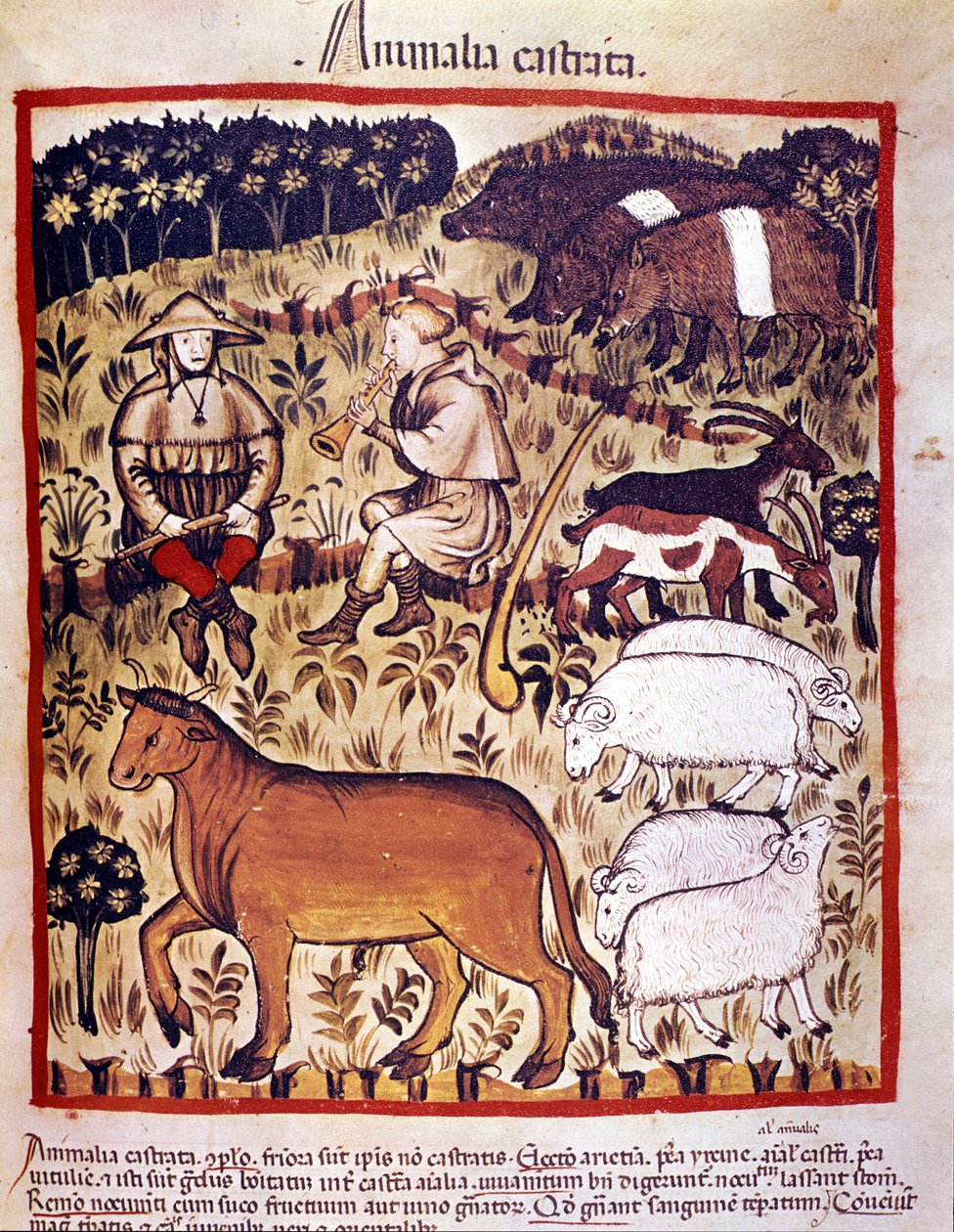 Zwierzęta gospodarskie, owce, kozy i świnie. Oświetlenie z doju medycyny i dietetyki „”Tacuinum sanitatis”” autorstwa Unknown artist