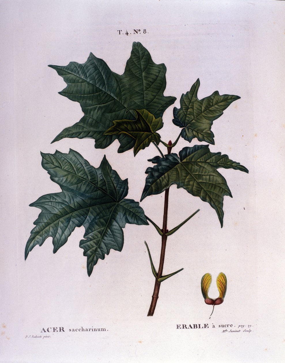 Oddział klonu. Tablica botaniczna z zielnika z początku XIX wieku. autorstwa Unknown artist