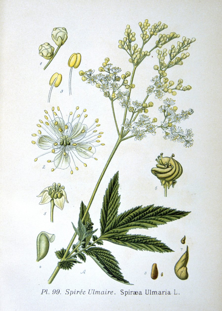 Meadowsweet autorstwa Unknown artist
