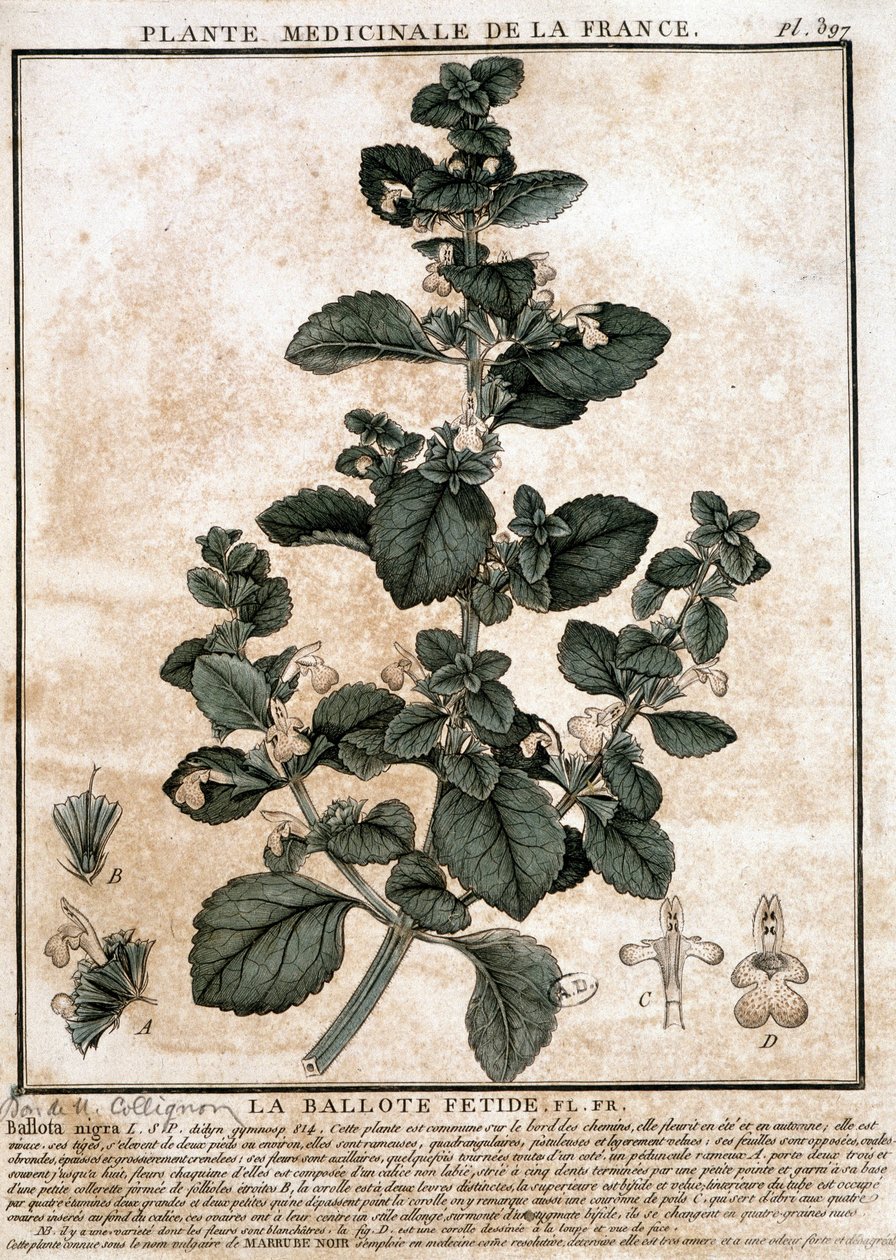 Roślina lecznicza z Francji: cuchnąca belotte. autorstwa Unknown artist