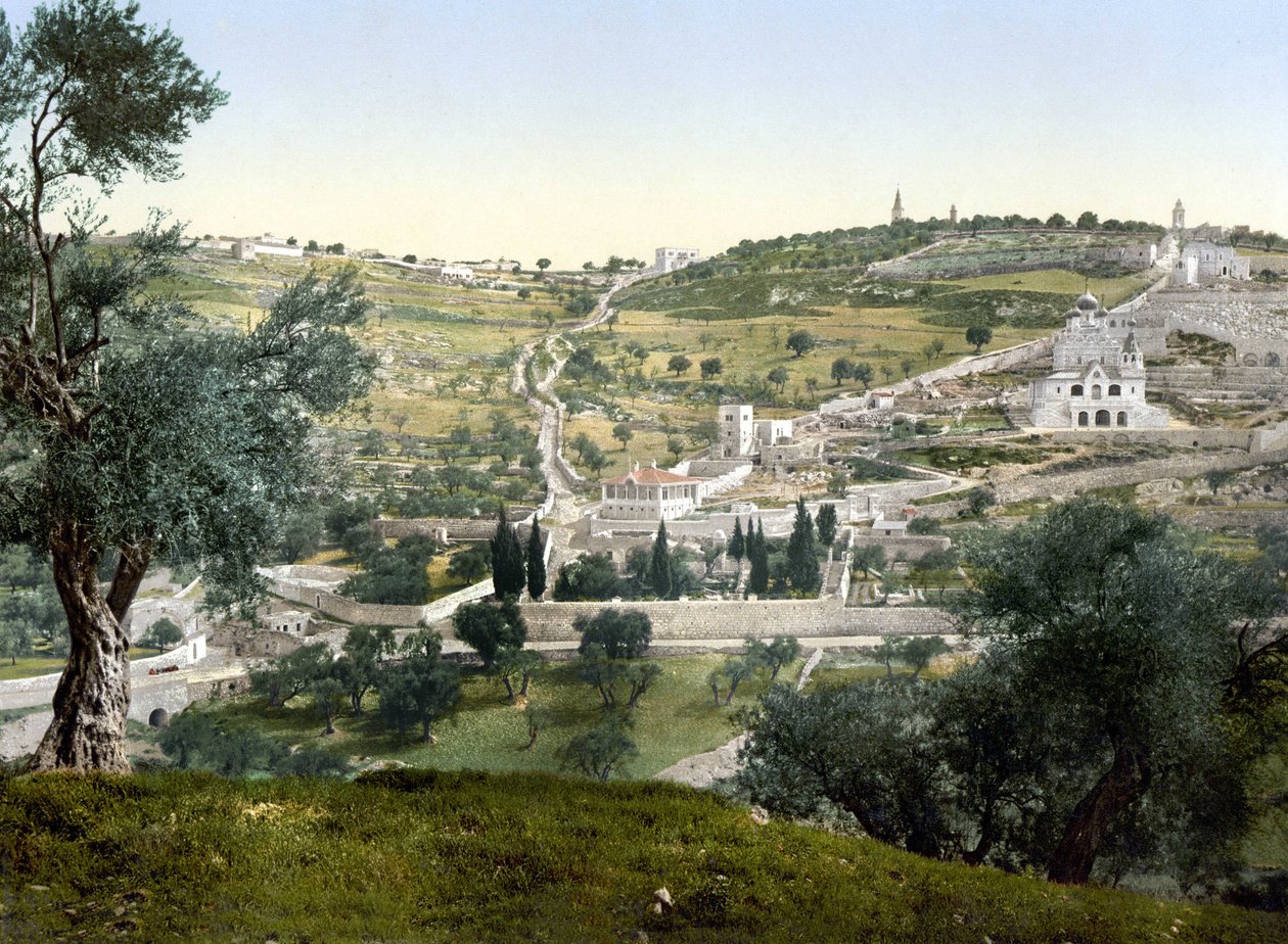 Góra Oliwna i Getsemani, Jerozolima. Fotochrom w latach 1890-1900. autorstwa Unknown artist