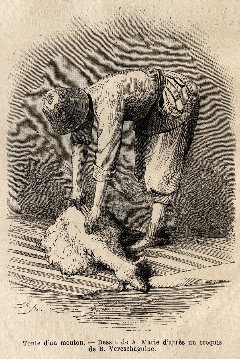 Koszenie owiec przez młodego Tatara w Schusha (Zakaukazie, Rosja). Rycina ilustrująca podróż po prowincjach Kaukazu, Basile Vereschaguine, w latach 1864-1865, opublikowana w „” le tour du monde””, pod kierunkiem D